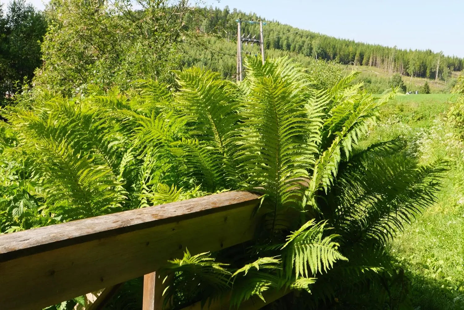 Heimischer Goldschuppenfarn Dryopteris affinis, Stauden Gänge, grüne Farnblätter mit goldenen Schuppen, im Garten.