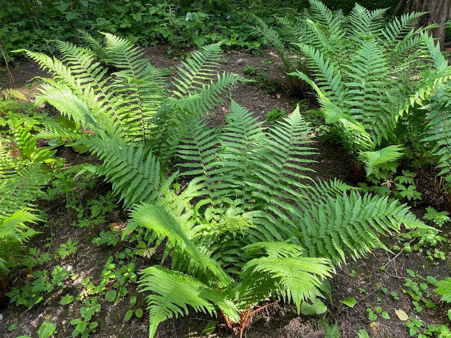 Dryopteris affinis, heimischer Goldschuppenfarn, grüne Farnblätter, Stauden Gänge, Gartenpflanze, natürliche Farnart