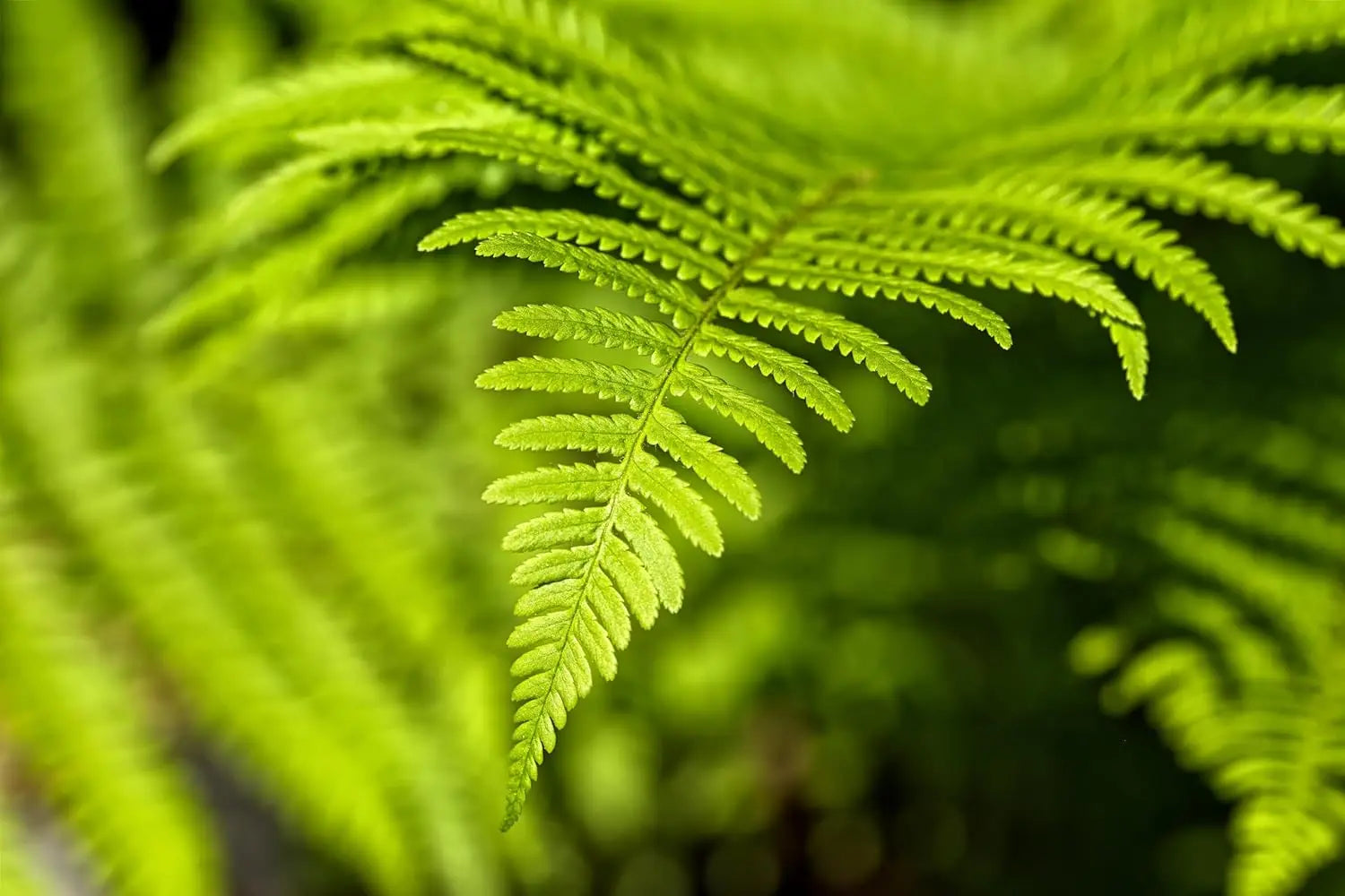 Bild eines Stauden Gänge Matteuccia struthiopteris Trichterfarn, grüner Farn mit feinen Blättern, ideal für Garten und Balkon.