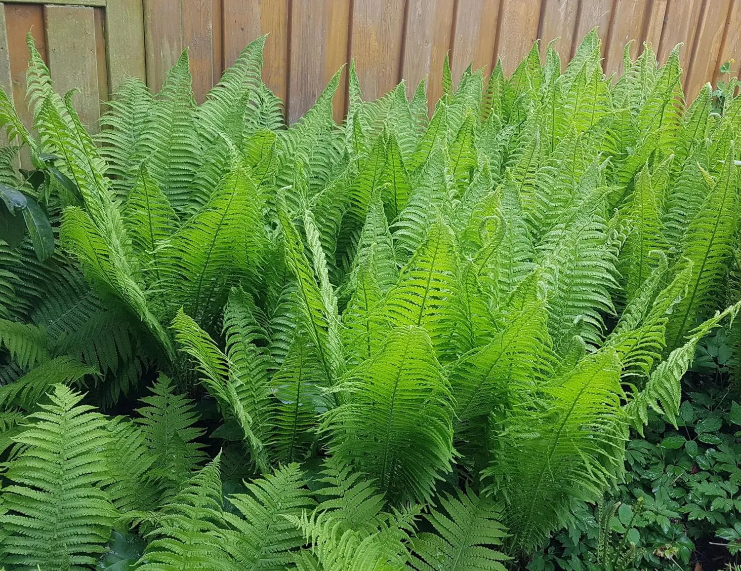 Matteuccia struthiopteris, Trichterfarn, Stauden Gänge, grüner Farn mit gefiederten Blättern, ideal für schattige Gartenbereiche