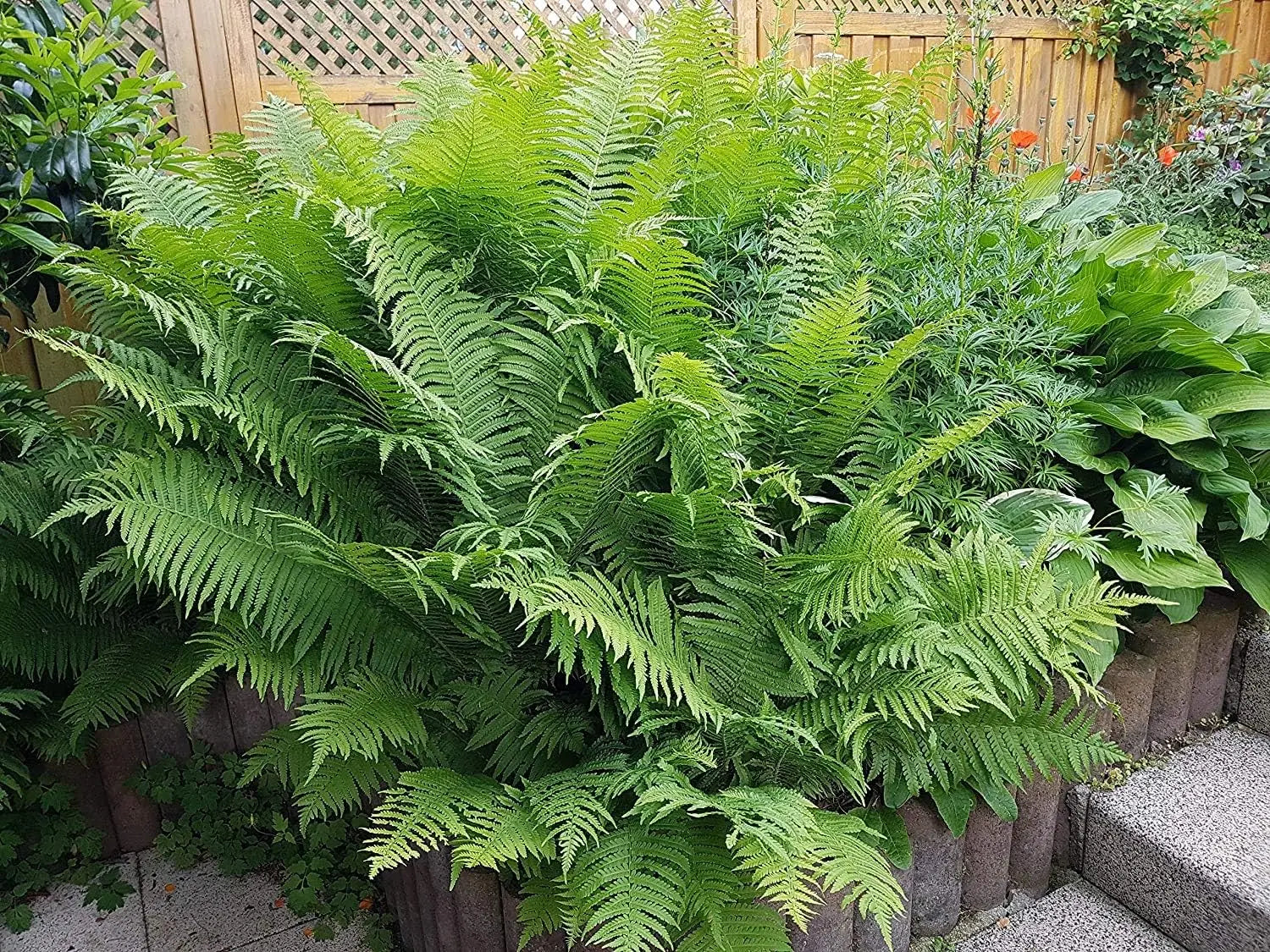 Matteuccia struthiopteris Trichterfarn von Stauden Gänge, grüner Farn mit fiederartigen Blättern, ideal für Garten und Balkon.