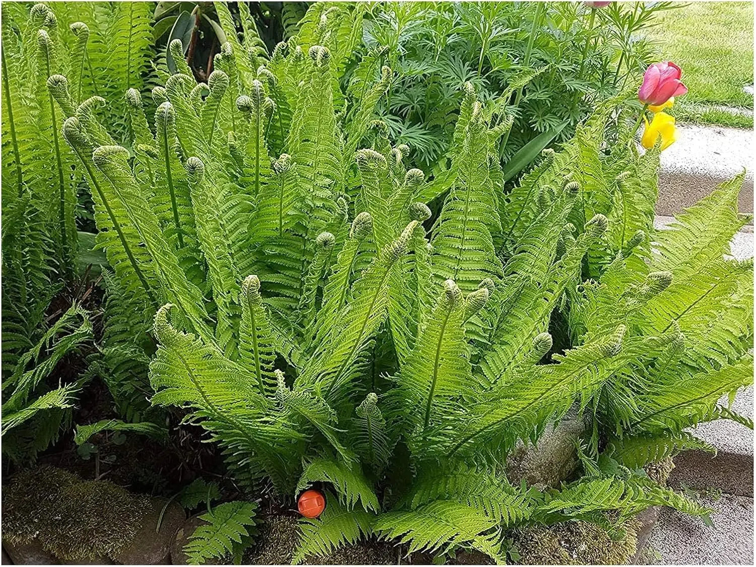 Matteuccia struthiopteris Trichterfarn von Stauden Gänge, grüner Farn mit fächerförmigen Blättern, ideal für Garten und Balkon
