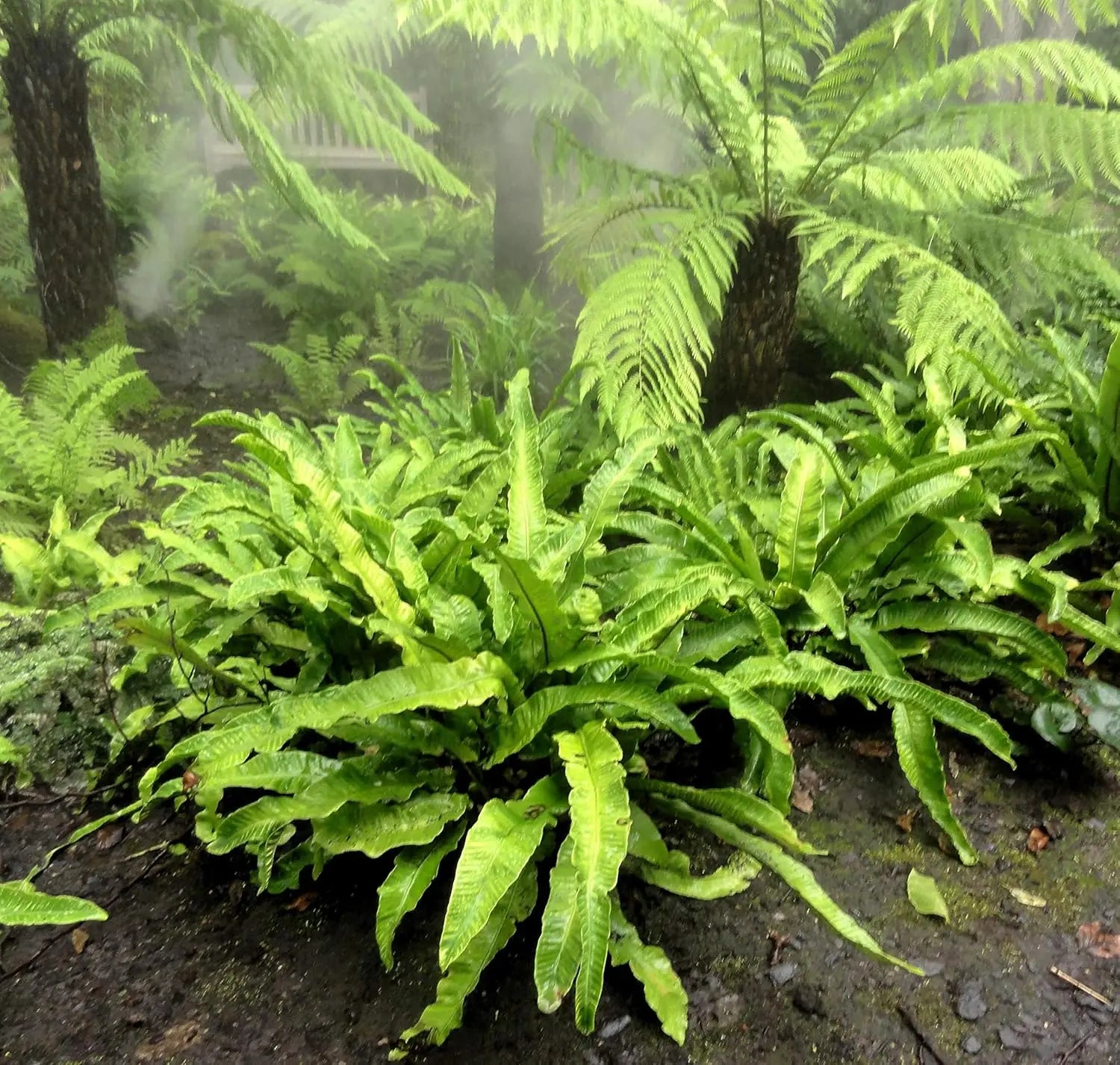 Hirschzungenfarn Phyllitis scolopendrium 'Angustifolium' von Stauden Gänge mit schmalen, grünen Farnblättern.