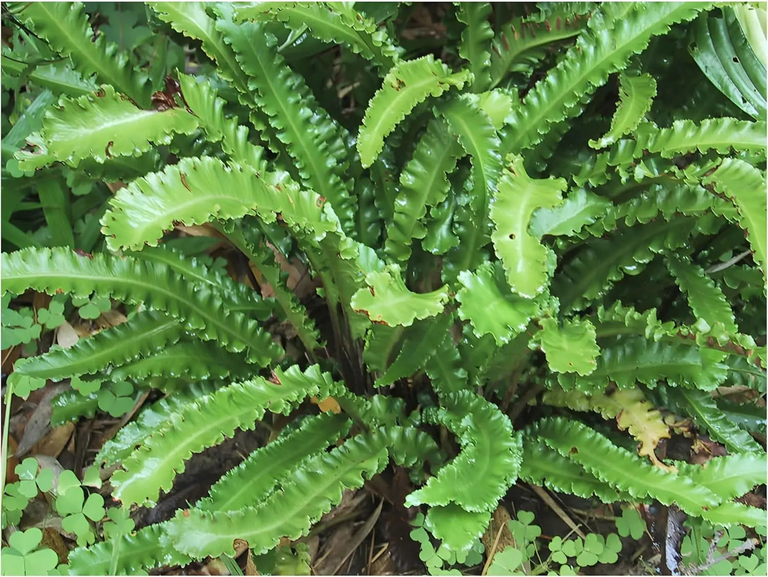 Hirschzungenfarn Phyllitis scolopendrium 'Angustifolium' mit schmalen grünen Farnblättern, Stauden Gänge, im Garten.