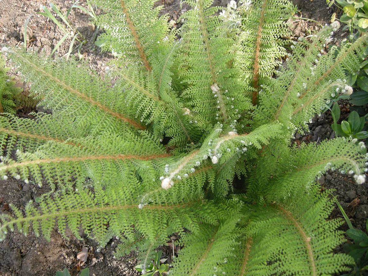 Stauden Gänge Polystichum setiferum 'Herrenhausen', filigraner Farn mit zarten, grünen Wedeln, ideal für schattige Gärten