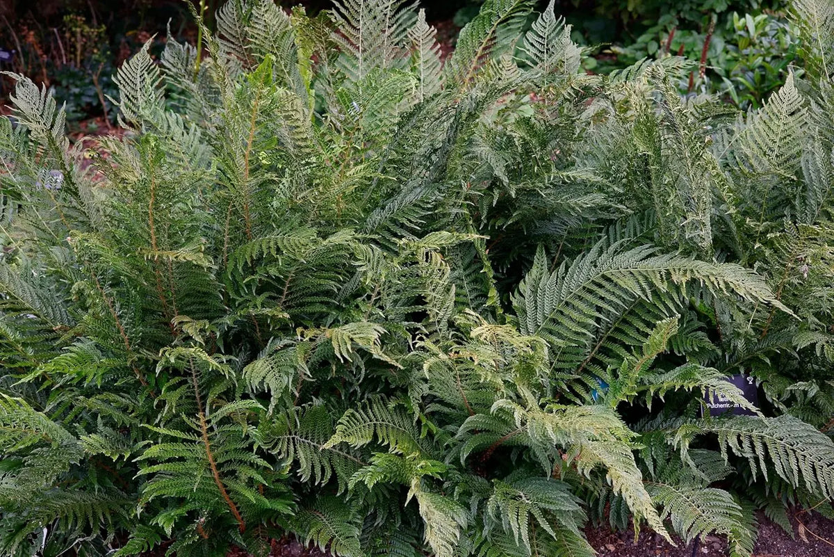 Stauden Gänge Polystichum setiferum 'Herrenhausen', filigraner Farn mit zarten, gefiederten Blättern, ideal für Garten und Balkon.