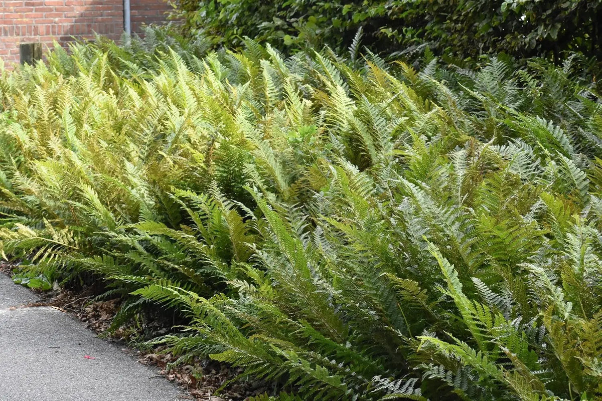 Stauden Gänge Polystichum setiferum 'Herrenhausen', filigraner Farn mit detaillierten grünen Wedeln in naturgetreuer Darstellung