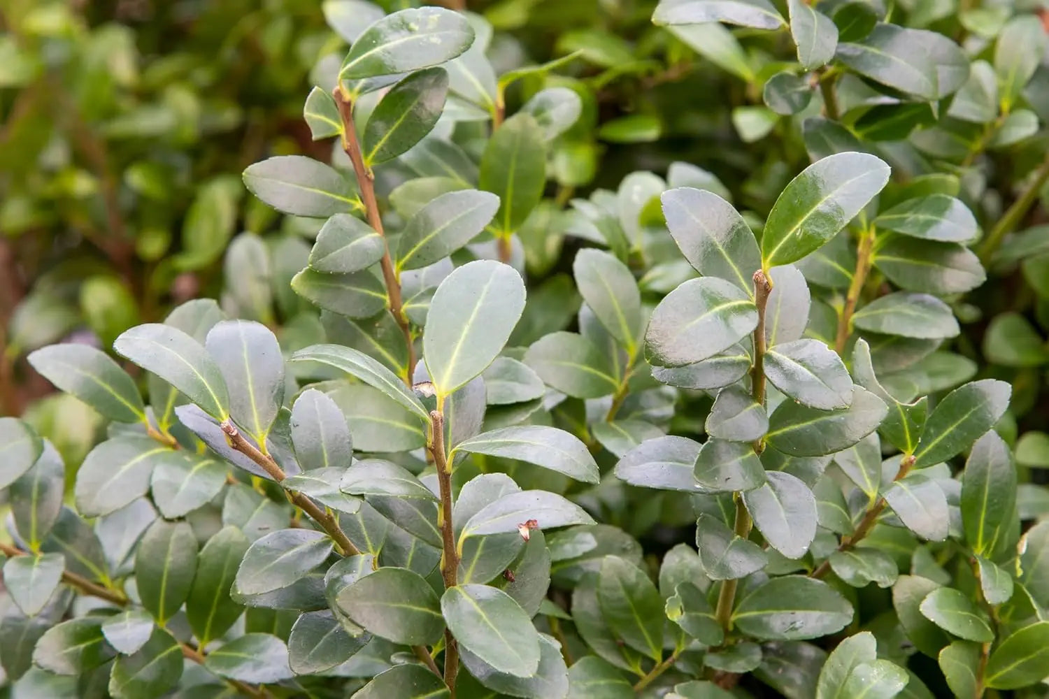 Japansiche Stechpalme Ilex crenata 'Caroline Upright' als Gehölz, grüne Blätter, auf Gartenbild mit Stauden Gänge.