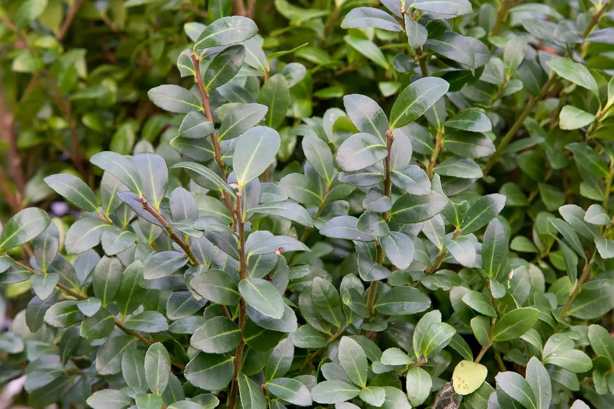 Japanische Stechpalme Ilex crenata 'Caroline Upright' als Gehölz, von Stauden Gänge, mit grünen, dichten Blättern.