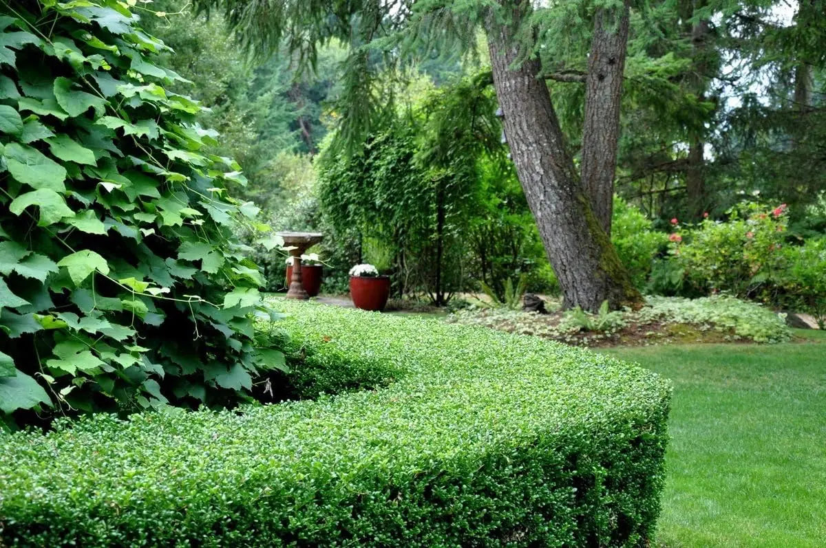 Gehölz Ilex crenata 'Convexa' vom Markenhersteller Stauden Gänge, mit löffelförmigen Blättern, grüne, dichte Pflanze.