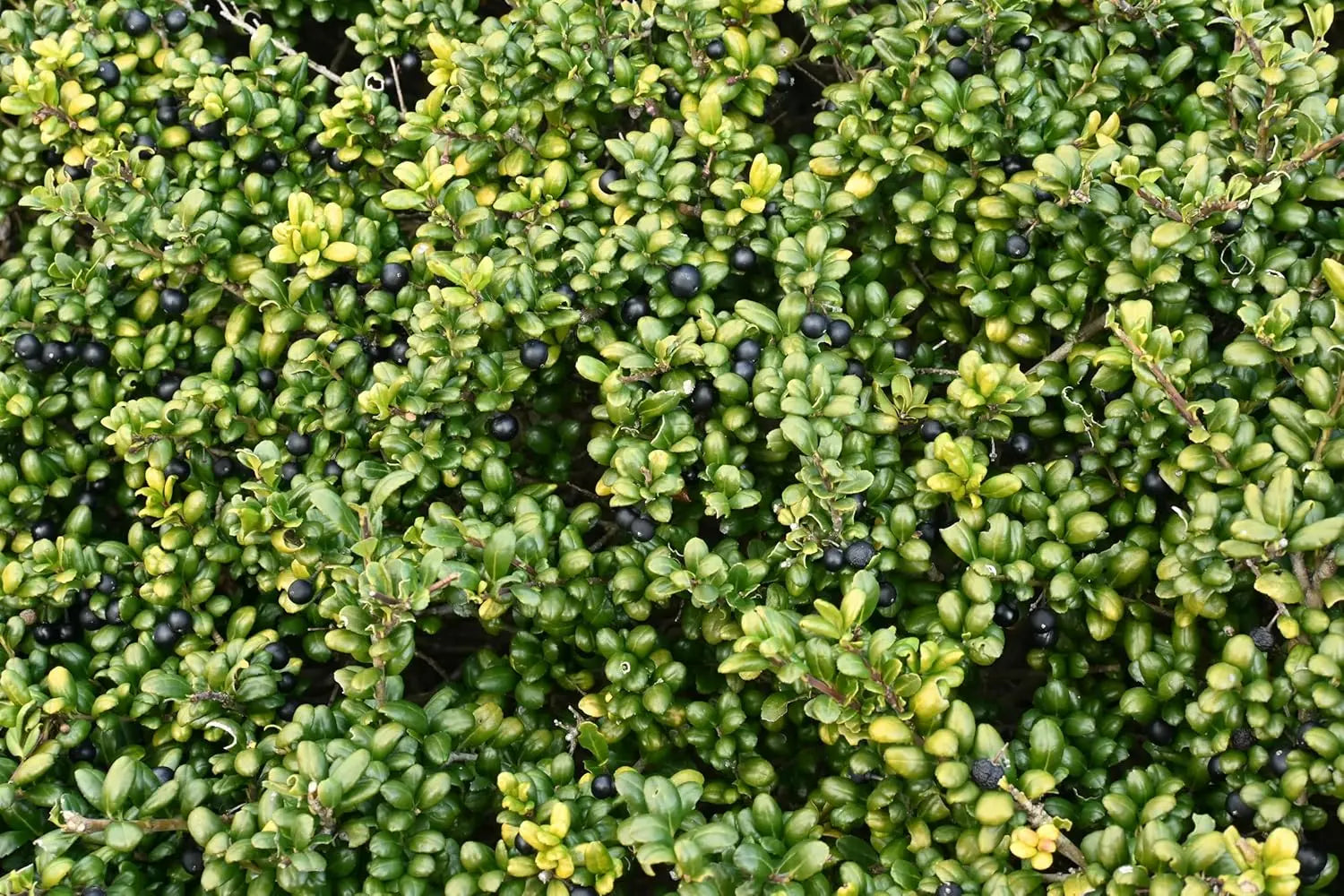 Gehölz Ilex crenata 'Convexa' Löffel Ilex von Stauden Gänge, grünes, buschiges Gehölz mit kompaktem Laub.
