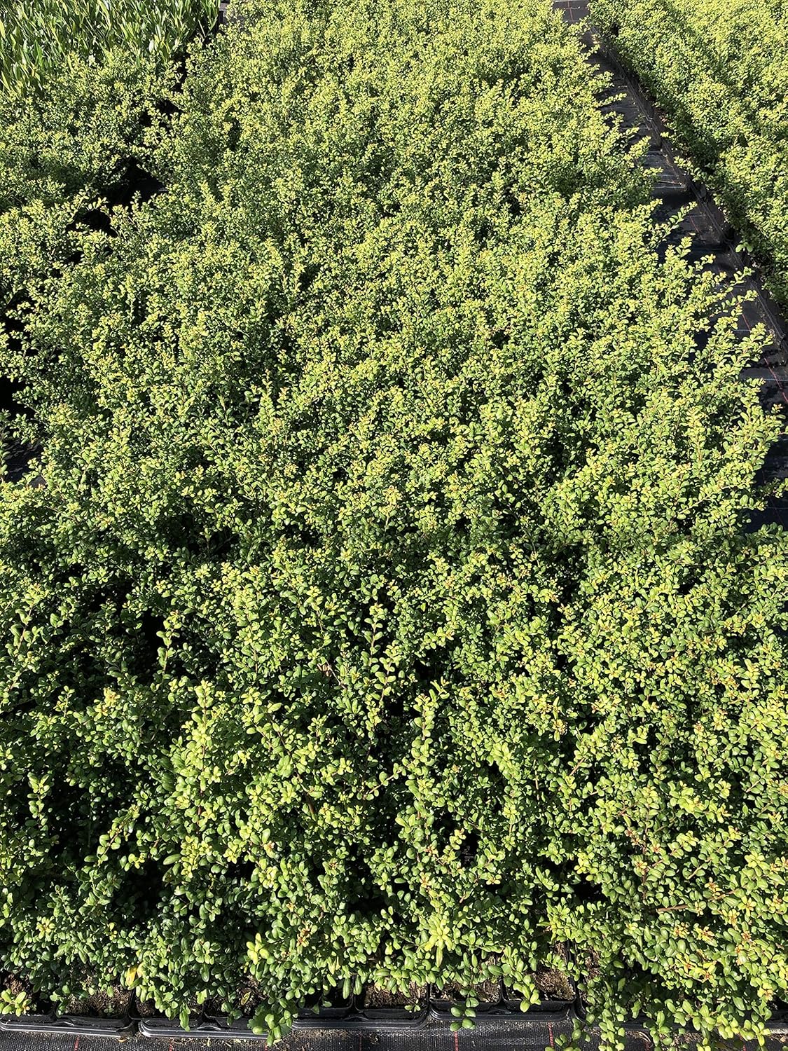 Gehölz Ilex crenata 'Convexa' Löffel Ilex von Stauden Gänge, grünes, buschiges Gehölz mit glänzenden Blättern