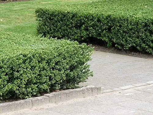 Gehölz Ilex crenata 'Convexa' mit schmalen, glänzenden Blättern, als Löffel Ilex im Garten, Stauden Gänge