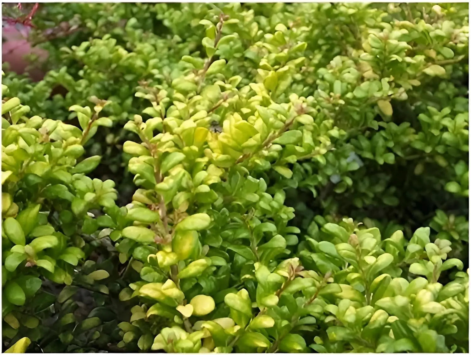 Gelber Löffel-Ilex Ilex crenata 'Convexed Gold', ein Gehölz mit goldgelben Blättern, von Stauden Gänge.