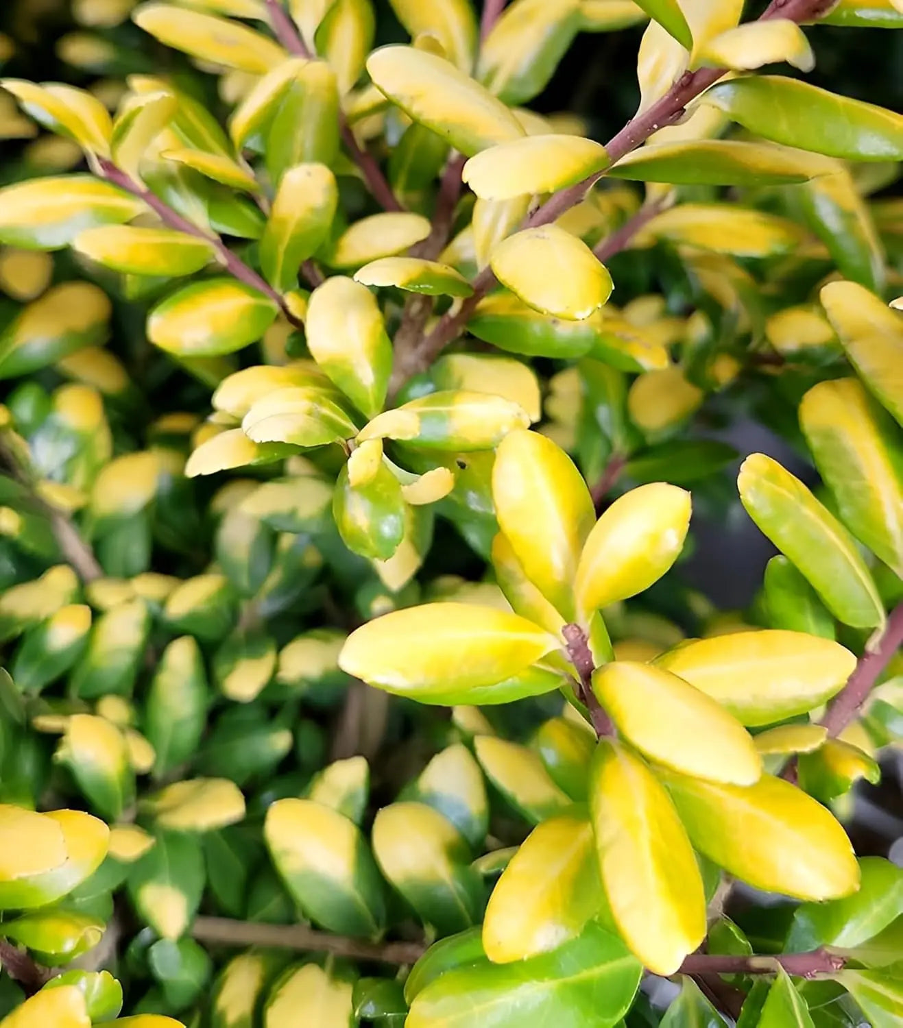 Gelber Löffel Ilex, Ilex crenata 'Convexed Gold', Stauden Gänge, Gehölz mit gelben Blättern, dekoratives Gehölz.