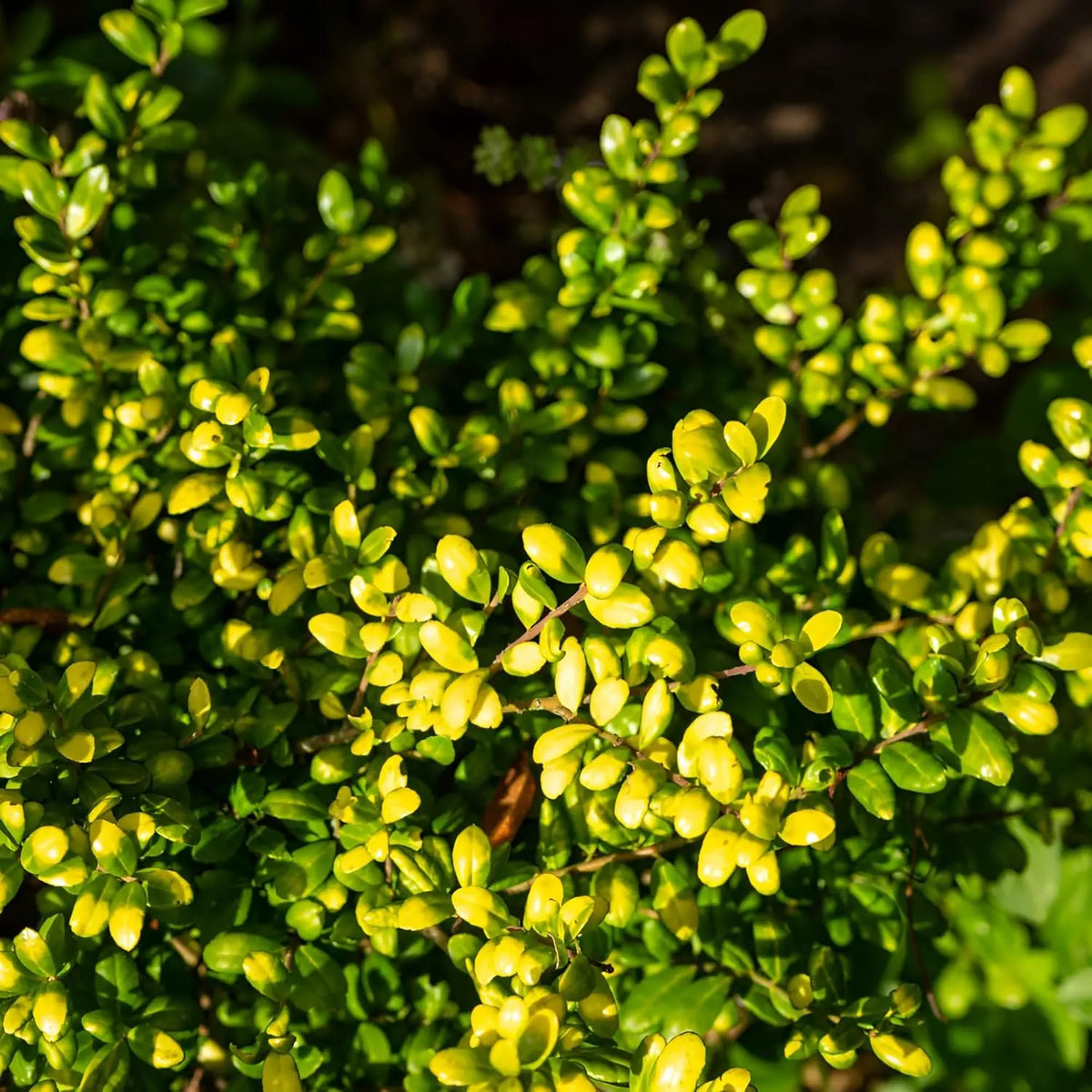 Gelber Löffel Ilex 'Convexed Gold', Stauden Gänge Gehölz mit gelben Blättern, detailreiche Nahaufnahme