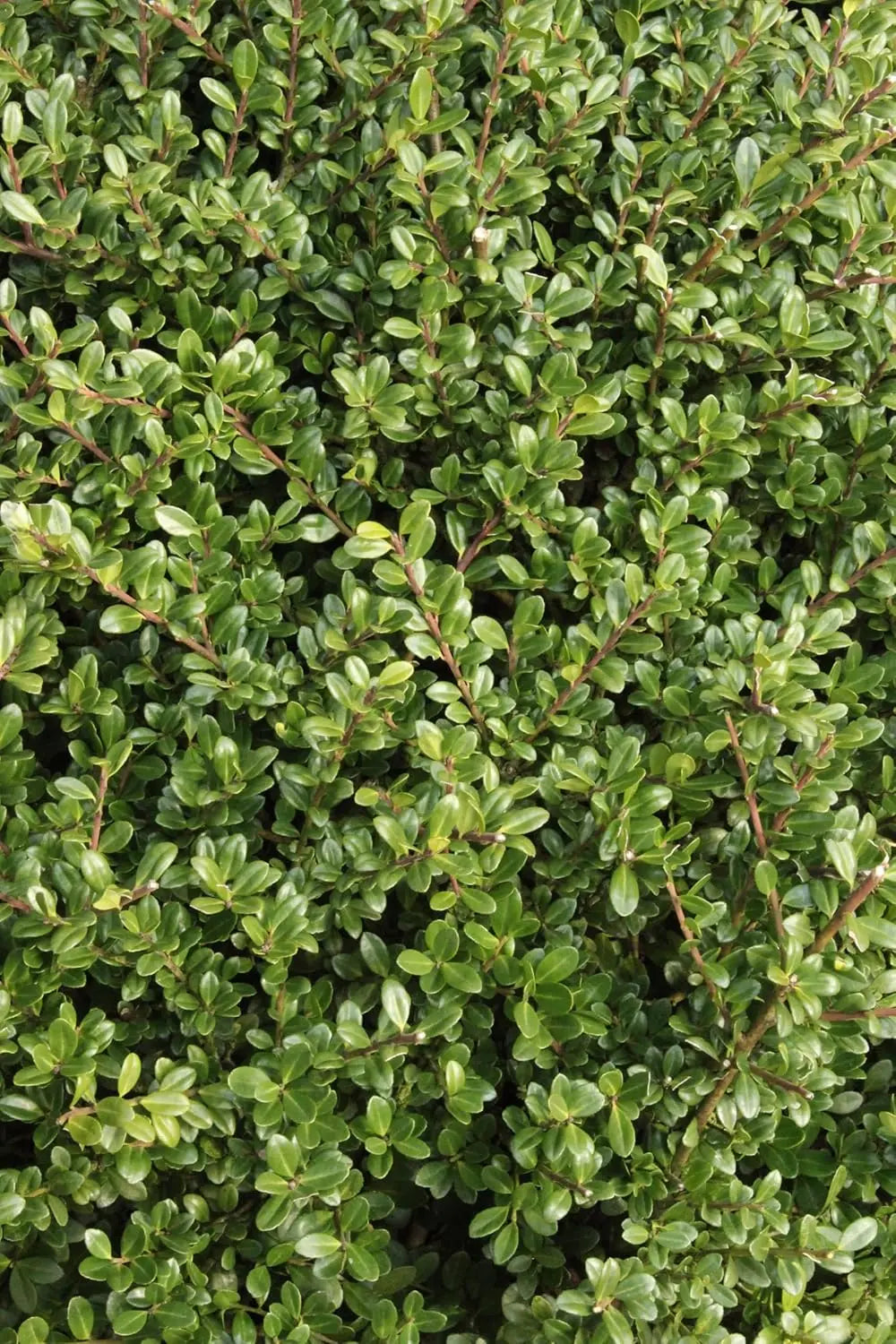 Japanischer Berg Ilex 'Glory Gem', grünes Gehölz mit dichten Blättern, Stauden Gänge, natürliche Gartenpflanze