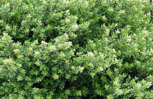 Stauden Gänge Ilex crenata 'Glory Gem', japanischer Berg-Ilex, grünes Gehölz mit dichten Blättern, im Garten.
