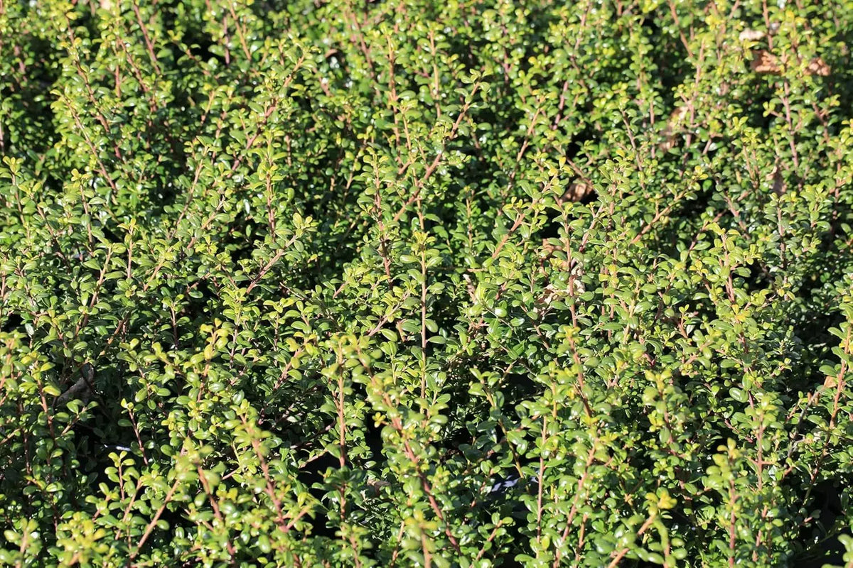 Japanischer Berg Ilex 'Glory Gem' Gehölz von Stauden Gänge, grüne Blätter, dichter Strauch, ideal für Garten und Hecken.