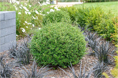 Stauden Gänge Ilex crenata 'Glory Gem' Kugel, 25-35 cm, japanischer Berg-Ilex, grünes Gehölz, dekorative Pflanze.