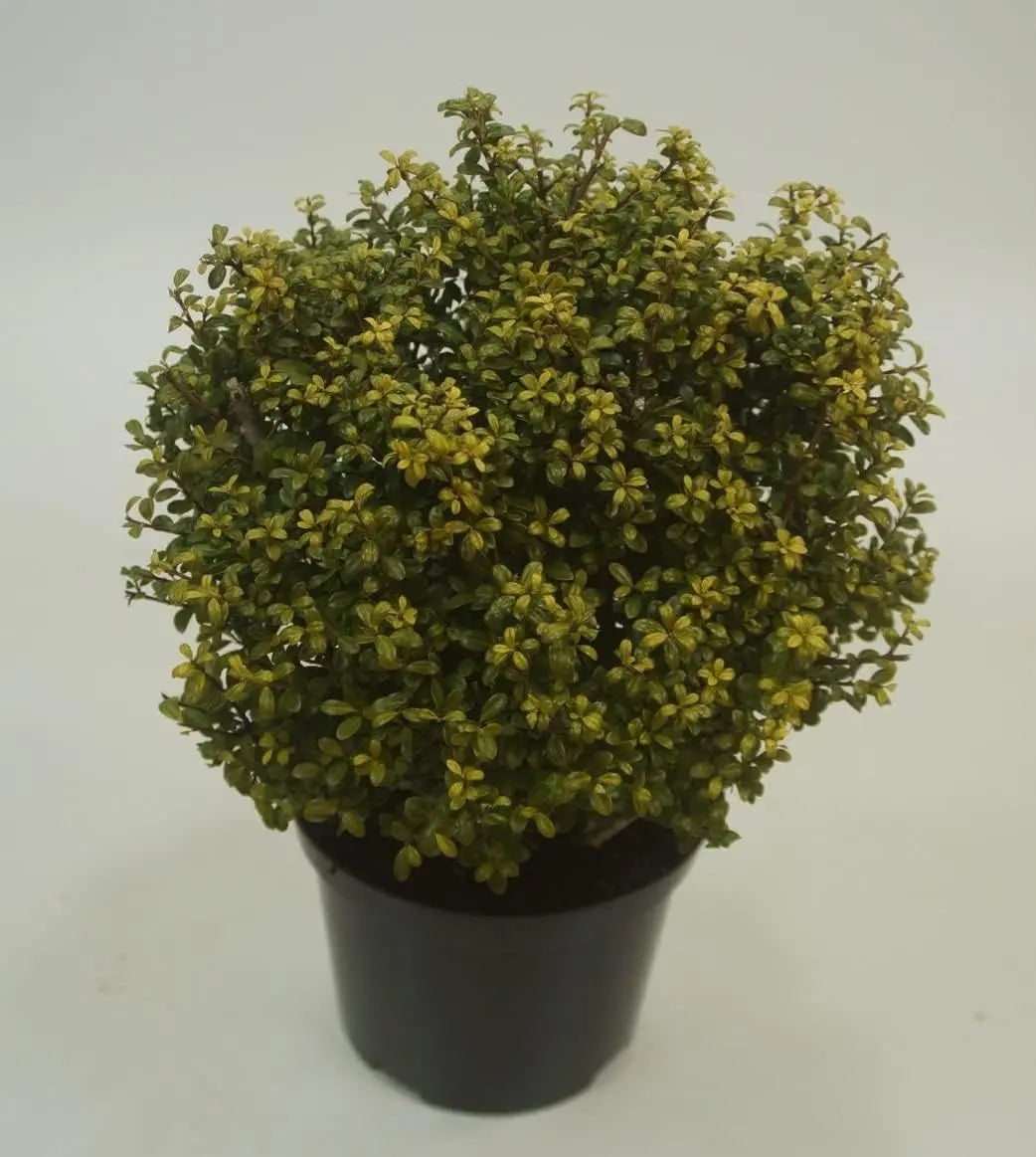 Japanischer Ilex crenata 'Glory Gem' Kugel, 25-35 cm, Stauden Gänge, grünes Gehölz für Garten und Landschaft.