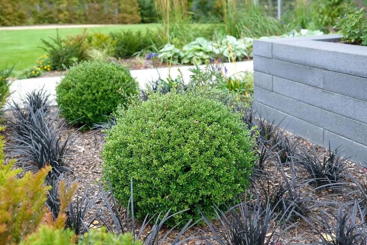 Japanischer Ilex 'Glory Gem' Kugel, 25-35 cm, Stauden Gänge, grünes Gehölz mit kugeliger Form, ideal für Garten und Landschaft