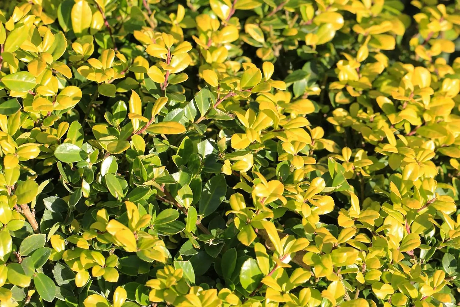 Gelber Berg-Ilex, Ilex crenata 'Golden Gem', als Gehölz, von Stauden Gänge, mit grünen Blättern und goldgelben Akzenten.