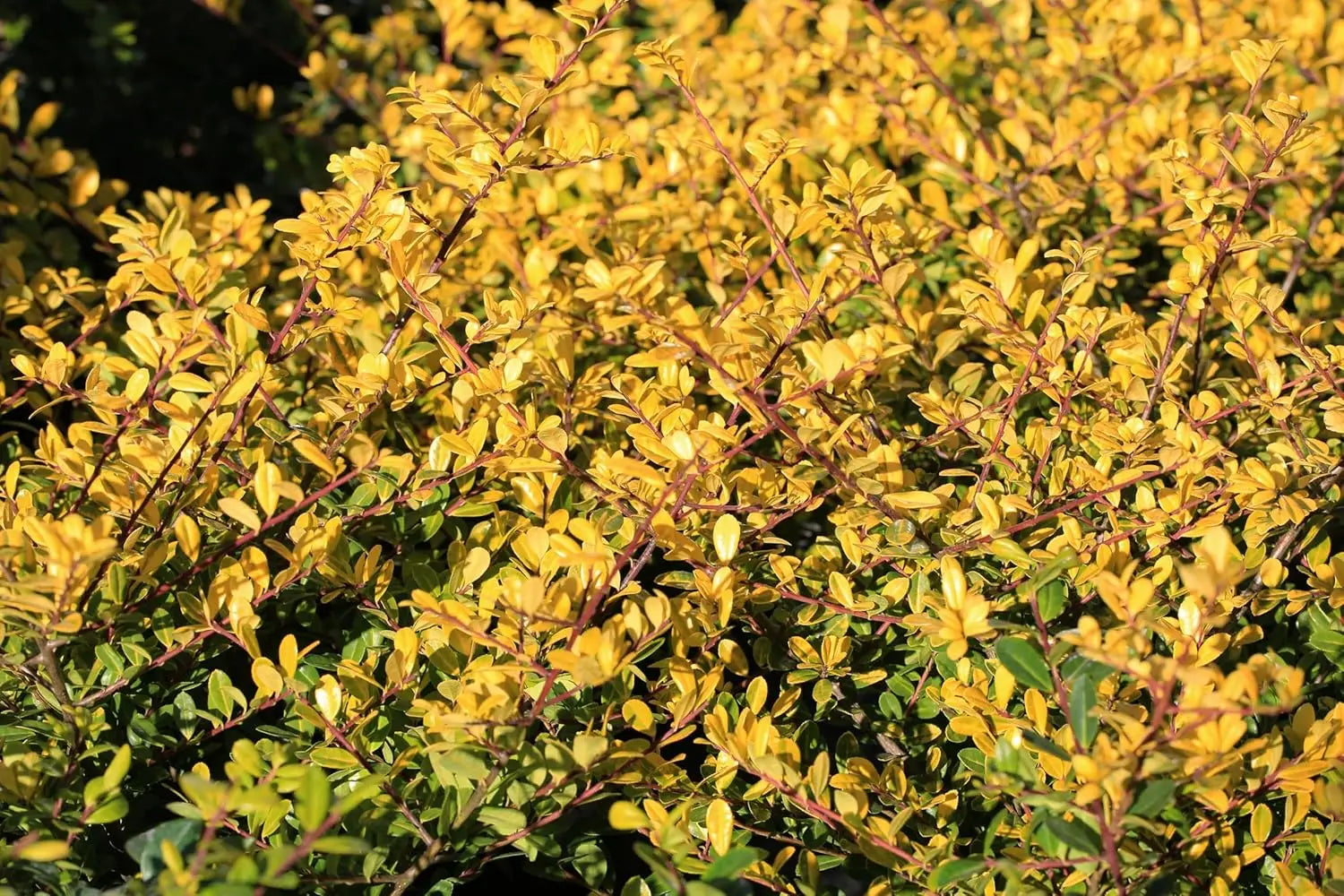 Gelber Berg Ilex (Ilex crenata 'Golden Gem') Gehölz von Stauden Gänge, grüne Blätter mit goldgelber Färbung, kompakte Form.