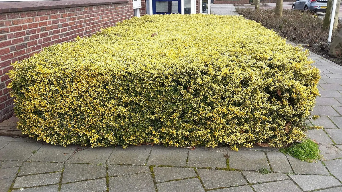 Gelber Ilex 'Golden Gem', Gehölz von Stauden Gänge, zeigt leuchtend gelbe Blätter und dichte Zweige in einem Gartenbild.