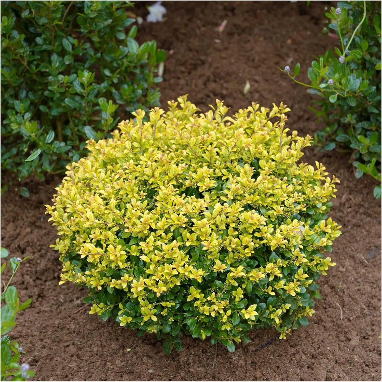 Gelber Ilex crenata 'Golden Gem' Kugel, 30-40 cm, kleines Gehölz, gelber Berg-Ilex, Stauden Gänge