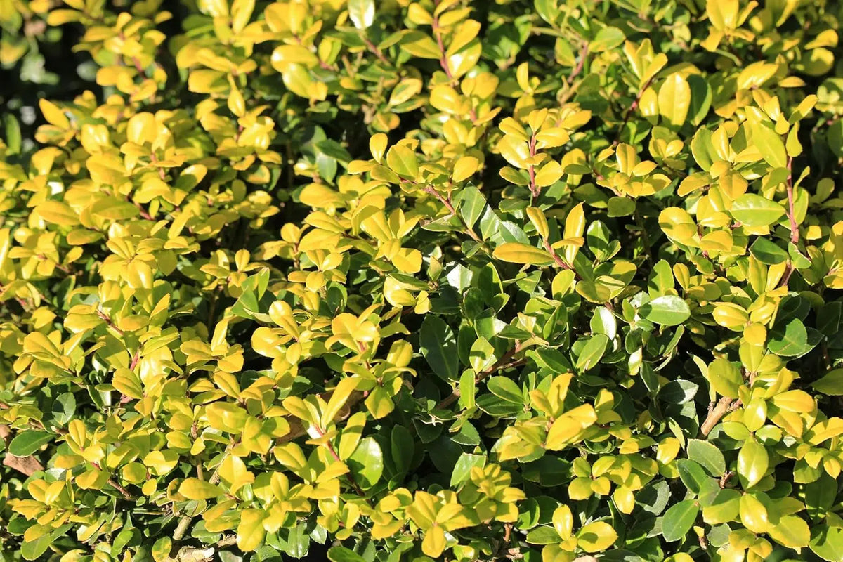 Gelber Ilex 'Golden Gem‘ Kugel, 30-40 cm, Gehölz, Stauden Gänge, gelber Berg-Ilex in kugelförmiger Form.