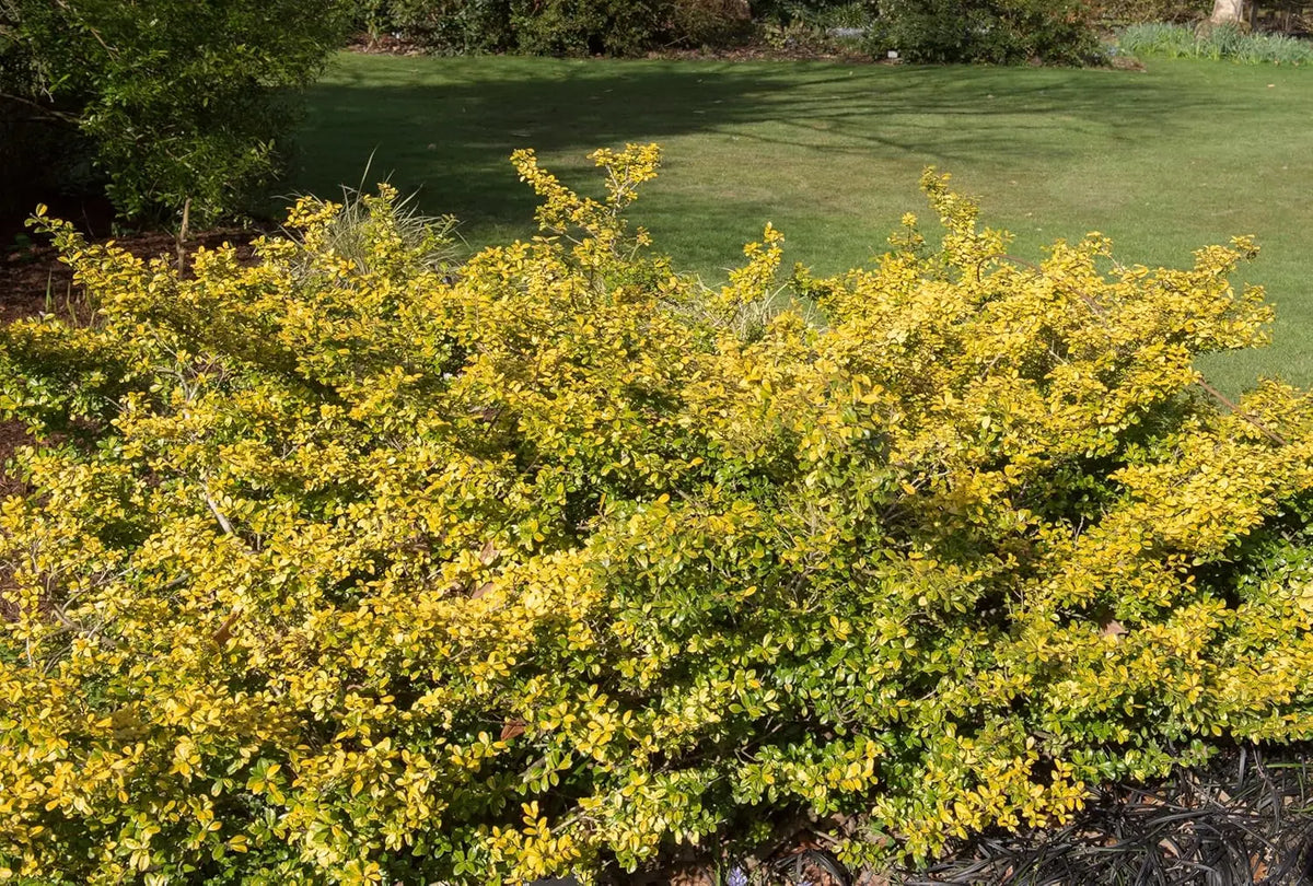 Gelber Ilex 'Golden Gem' Kugel, 30-40 cm, Gehölz, Stauden Gänge, gelber Berg-Ilex in kugelförmiger Gestaltung