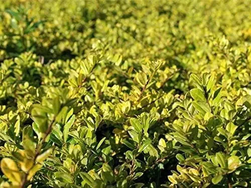 Gelber Ilex 'Golden Gem' Kugel, ca. 30-40 cm, ein gelbgrünes Gehölz, perfekt für Garten und Landschaft.