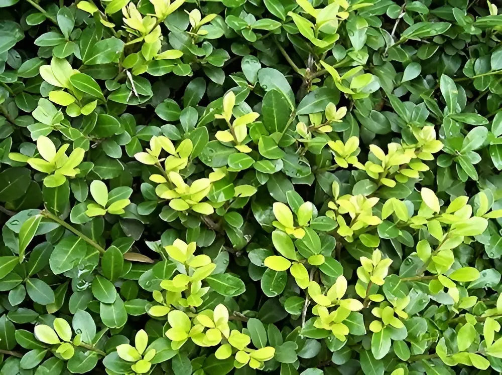 Japanische Stechpalme Ilex crenata 'Green Hedge', lebendiges Gehölz mit dichtem, grünen Laub, typisch für Hecken und Gartenpflanzen