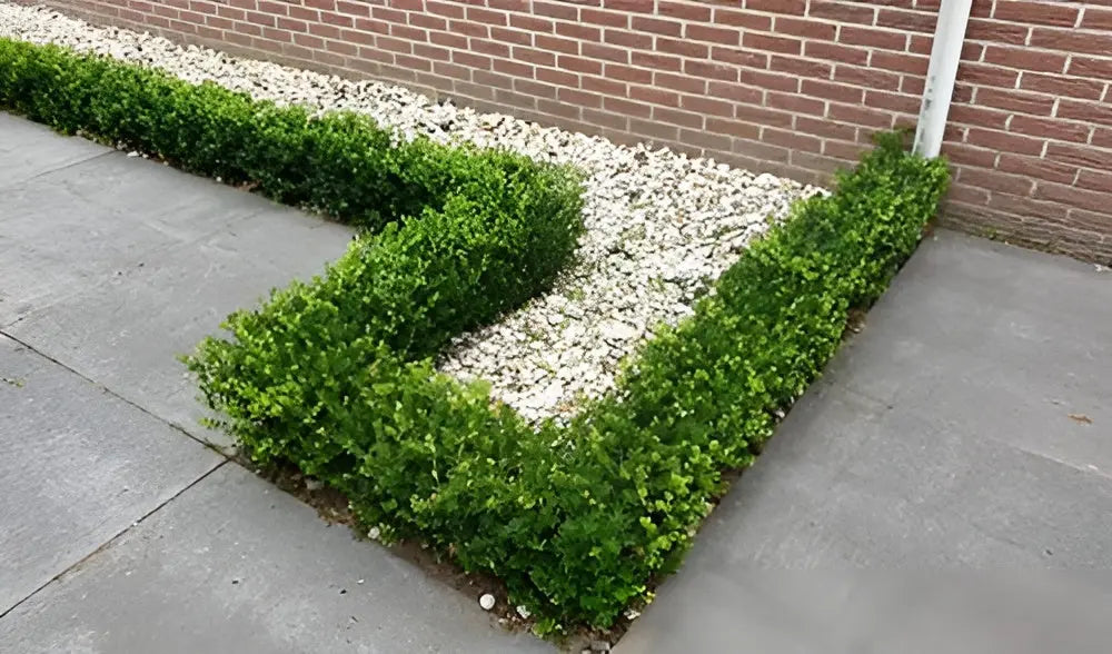 Japanische Stechpalme Ilex crenata 'Green Hedge' als grünes Gehölz, dicht wachsend und perfekt für Hecken, Stauden Gänge.