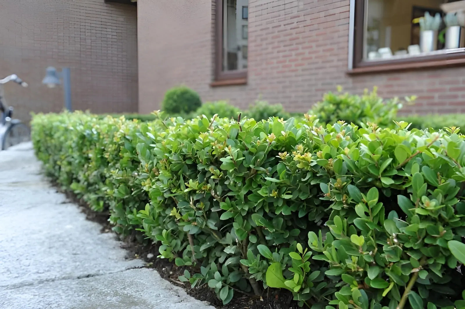 Japanische Stechpalme Ilex crenata 'Green Hedge' als grünes Gehölz, dicht wachsend und ideal für Hecken, von Stauden Gänge.