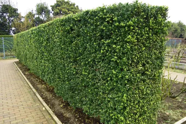 Japanische Stechpalme Ilex crenata 'Green Hedge' als Gehölz, grünes Blattwerk, bei Stauden Gänge fotografiert