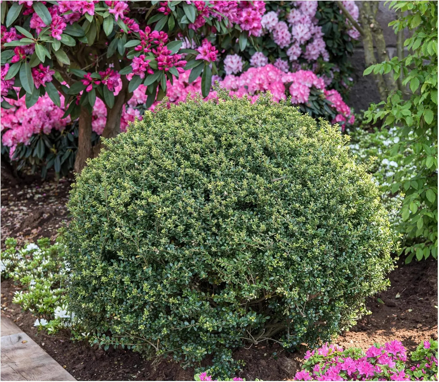 Kugel Ilex crenata 'Stokes' vom Berg Ilex, 25-35 cm, Stauden Gänge, Gehölz mit grünen, dichten Blättern
