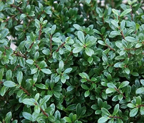Kugel-Ilex crenata 'Stokes' 25-35 cm, Berg-Ilex, Gehölz, grüne, runde Pflanze, auf Gartenboden mit Blättern.