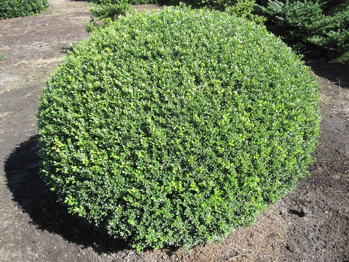 Berg Ilex Ilex crenata 'Stokes' Kugel, 25-35 cm, Gehölz, grüne kugelförmige Pflanze, Stauden Gänge