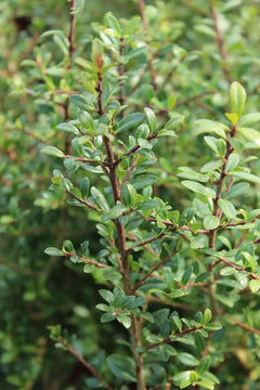 Niedriger Berg-Ilex 'Stokes' als Gehölz von Stauden Gänge, grüne Blätter, kompakte Form, ideal für Garten und Hecken.