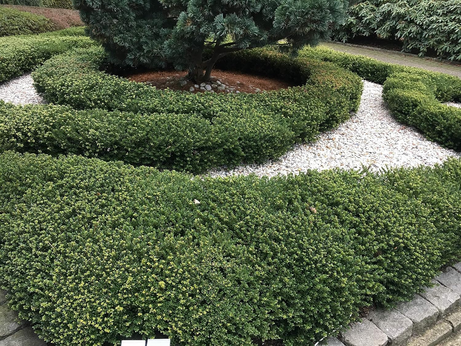 Niedriger Ilex crenata 'Stokes' Gehölz von Stauden Gänge, grüne Blätter, kompakte Pflanze für Garten und Balkon