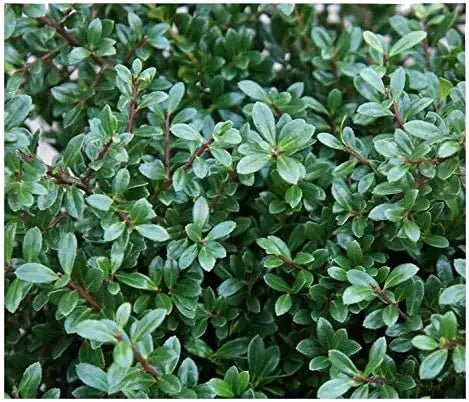 Niedriger Ilex crenata 'Stokes' Gehölz, immergrüner Strauch, dichtes Laub, in Gartenumgebung, von Stauden Gänge.