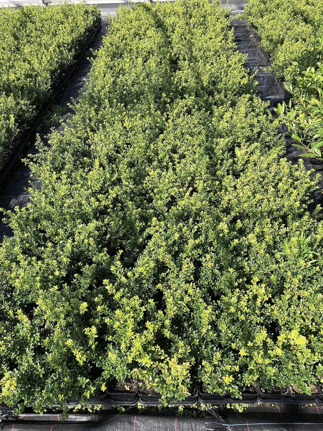 Niedriger Ilex crenata 'Stokes' Gehölz von Stauden Gänge, dichtes immergrünes Busch mit kleinen Blättern