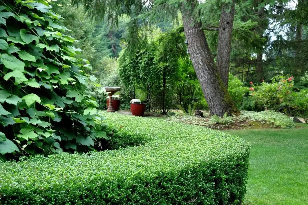 Niedriger Ilex crenata 'Stokes' Gehölz von Stauden Gänge, grüne Blätter, kompakte Form, für Garten und Landschaft.