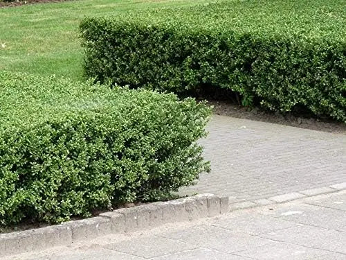 Niedriger Ilex crenata 'Stokes' – Stauden Gänge Gehölz, immergrüner Strauch mit dichten, grünen Blättern.