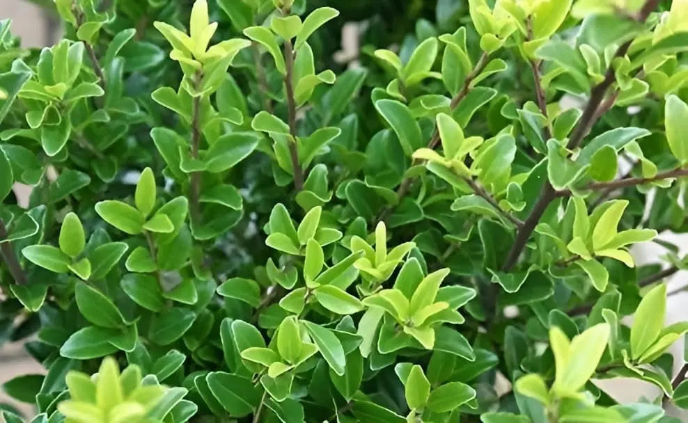Japanischer Ilex Gehölz Ilex maximowicziana var. 'Kanehirae' von Stauden Gänge, grüne Blätter und buschige Wuchsform