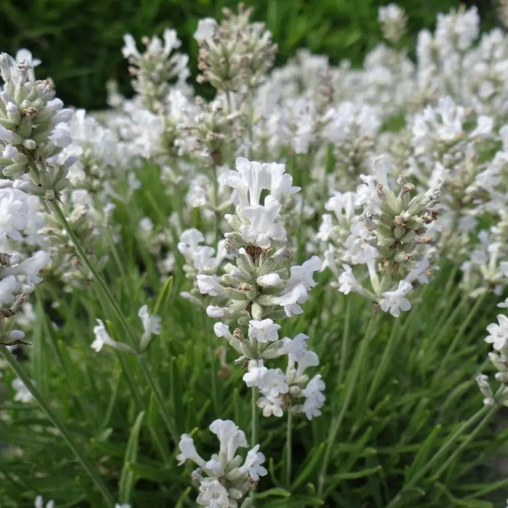 Echter Lavendel Gehölz Lavandula angustifolia 'Alba' in natürlicher Gartenumgebung, Stauden Gänge, winterharte Pflanze