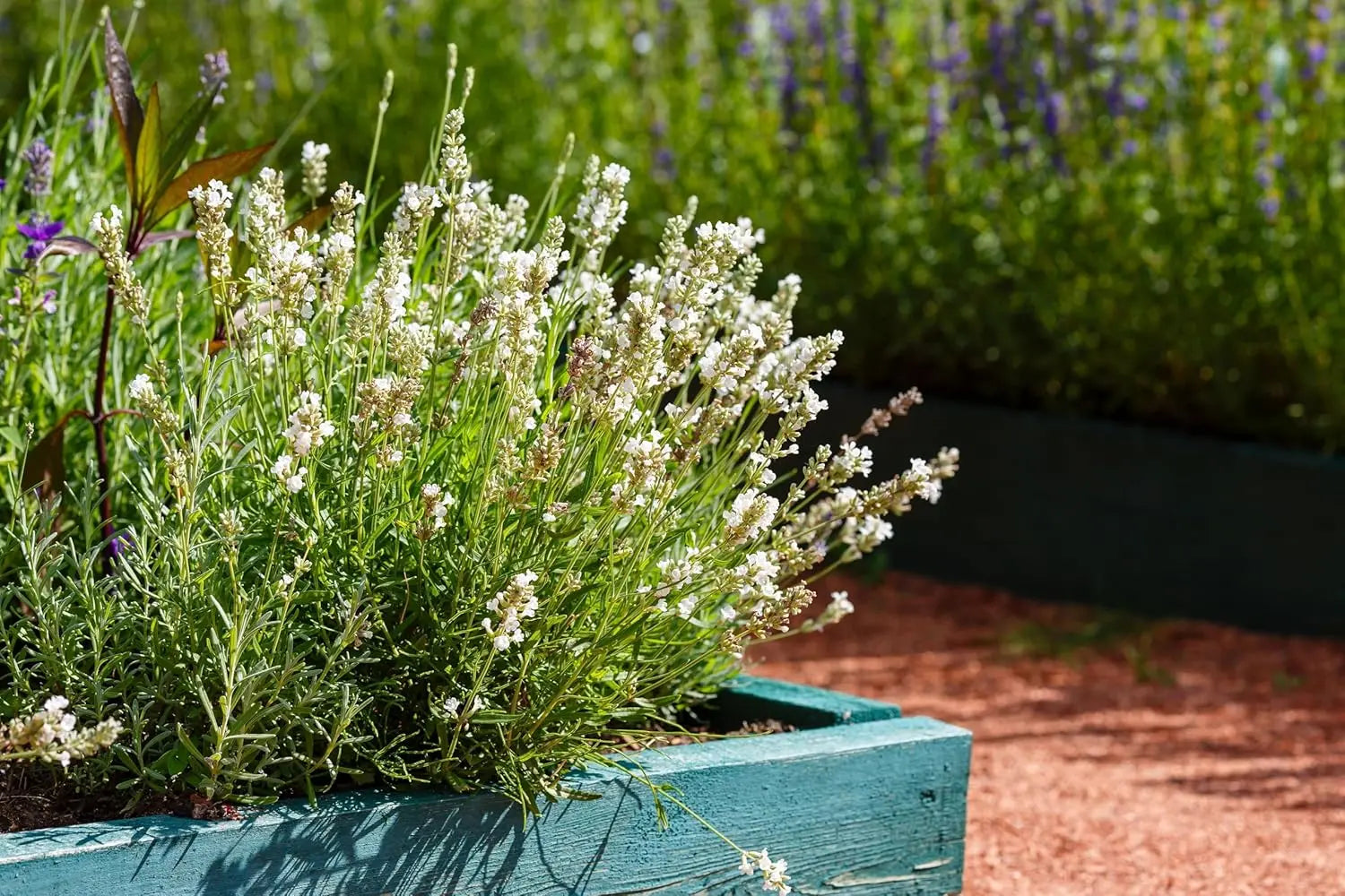 Echter Lavendel Lavandula angustifolia 'Alba' als Gehölz, winterhart, mit silbrigen Blättern und violetten Blüten, Stauden Gänge.