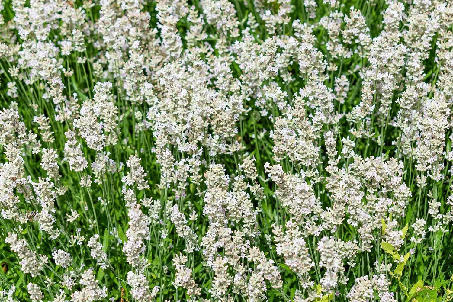 Echter Lavendel Gehölz Lavandula angustifolia 'Alba' von Stauden Gänge, dichtes Lavendel-Strauch mit silbergrünen Blättern.